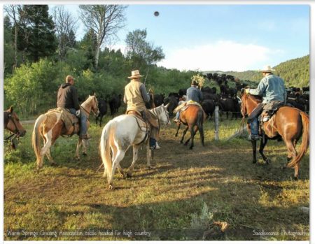 Warm Springs Grazing Association cattle headed for high country